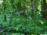 San Patricio Forest - GUAYNABO